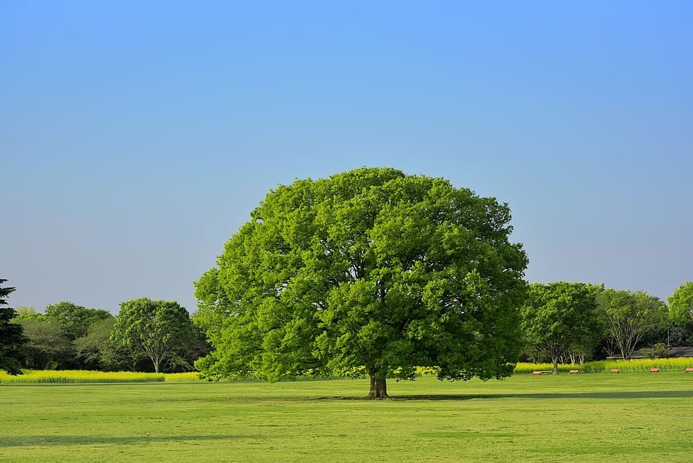 ファーストビュー